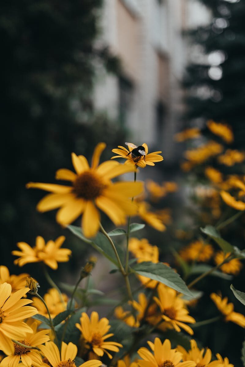 Civilian Oversight of Budget